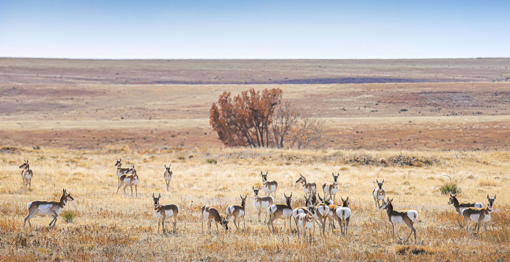 111321_STTRail-Part5_antelope-rgb.jpg